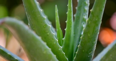 Aloes vera na twarz - właściwości i sposoby aplikacji dla każdego typu cery